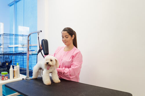 peluquerías para perros