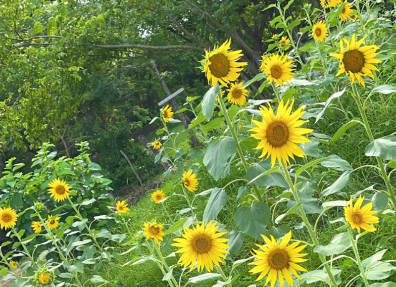 ruta del girasol baranoa