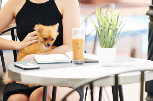 sitios pet friendly barranquilla
