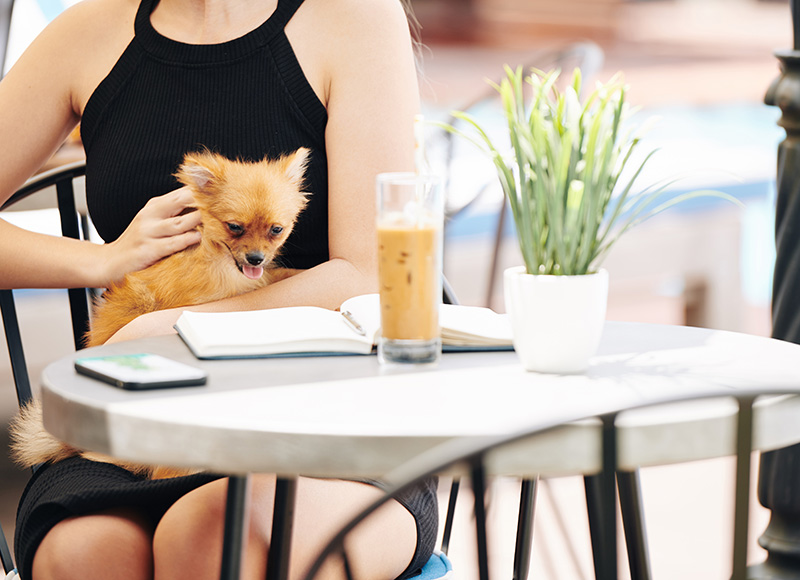 sitios pet friendly barranquilla