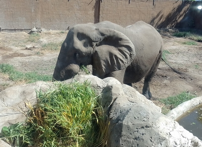 animales zoo
