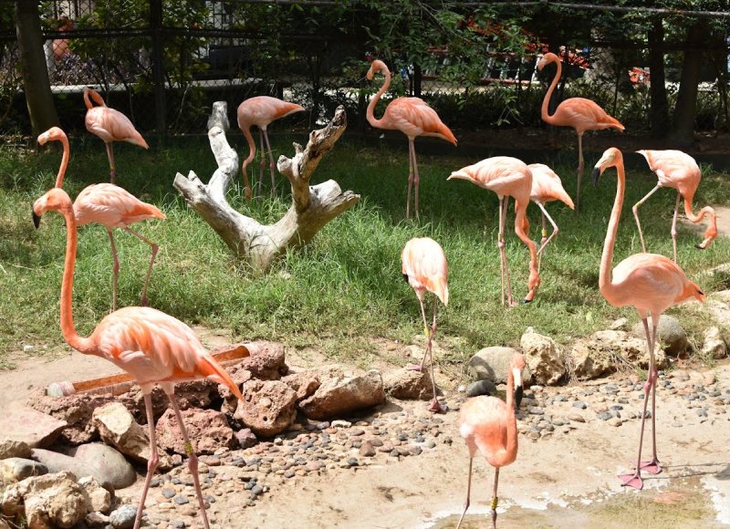 zoologico de barranquilla zoo